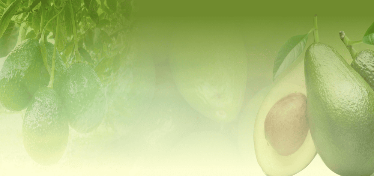 slider Slider Palta